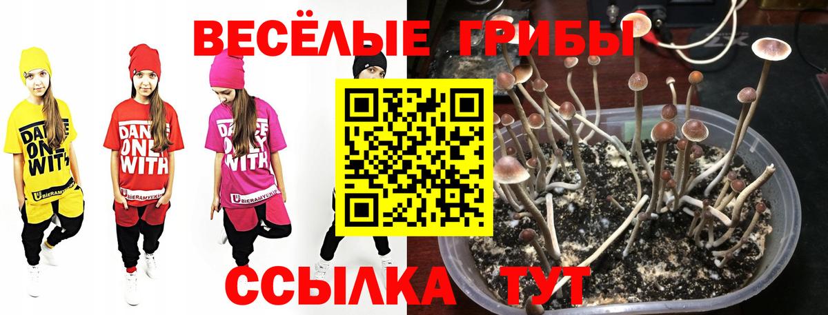 Воркута  Псилоцибиновые грибы мухоморы  что такое наркотик  Вход с VPN  Псилоцибиновые грибы Psilocybe 